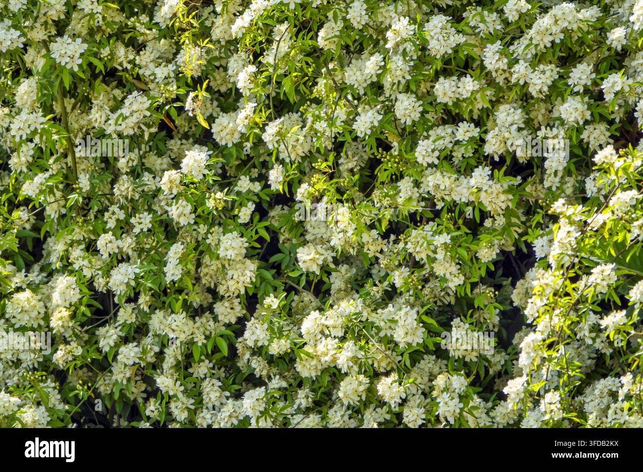 Eine Vollformat-Hintergrundtextur mit einer dichten Wand aus blühenden weißen Jasminblüten, durchsetzt mit üppigen grünen Blättern. Das helle Sonnenlicht Stockfoto