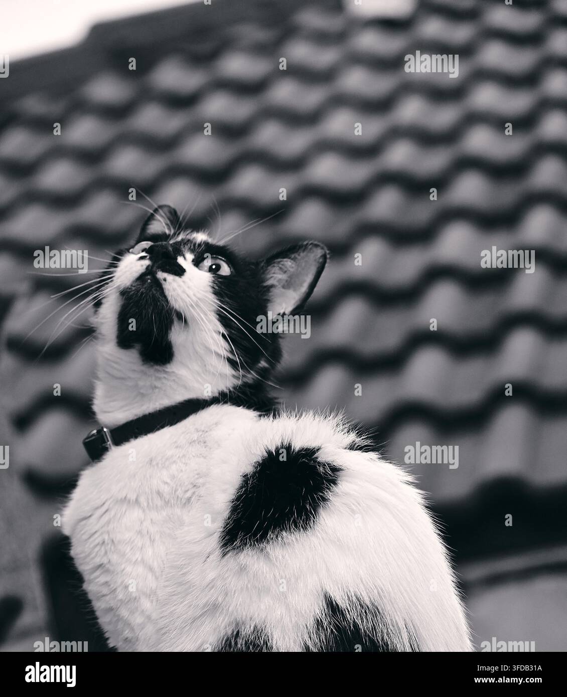 Kleine weibliche Katze im Fenster, nach dem Dach gerichtet, Getafe, Spanien Stockfoto
