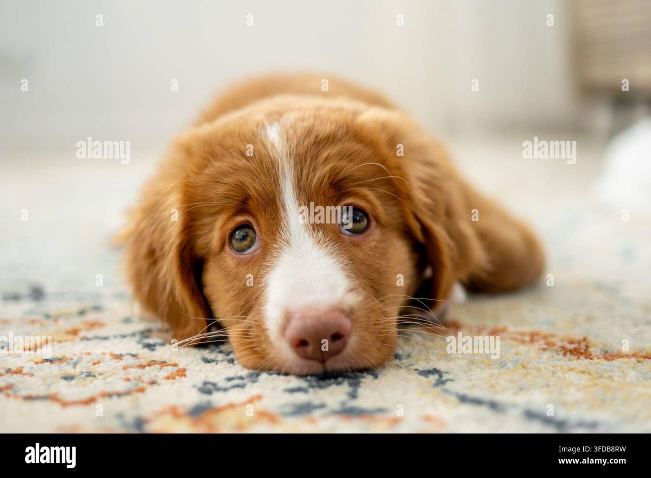 Toller Retriever-Welpe liegt zu Hause auf dem Boden Stockfoto