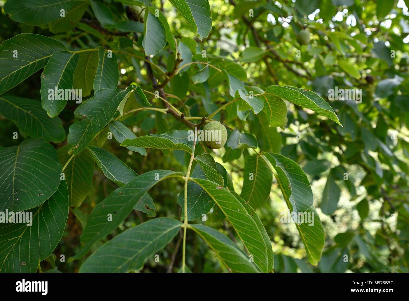 Früchte der gewöhnlichen Walnuss. Baum, Blätter und Früchte der Walnuss. Piano di Mommio, Massarosa, Toskana, Italien. Stockfoto
