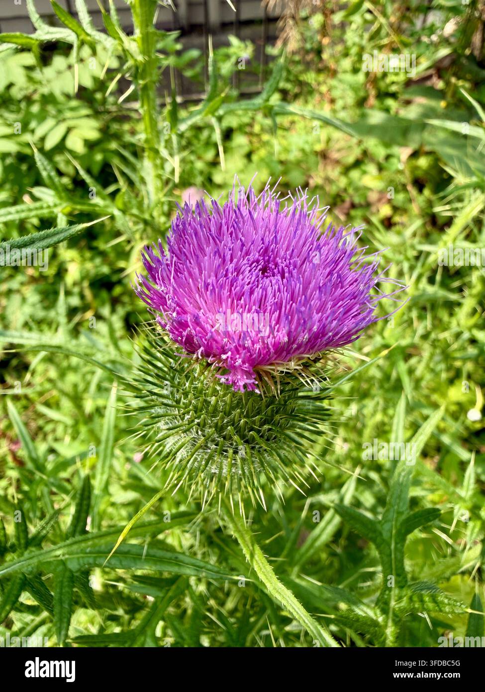 Nahaufnahme einer leuchtend violetten Distelblüte, umgeben von grünem Laub und stacheligen Blättern in einer natürlichen Außenumgebung. Stockfoto