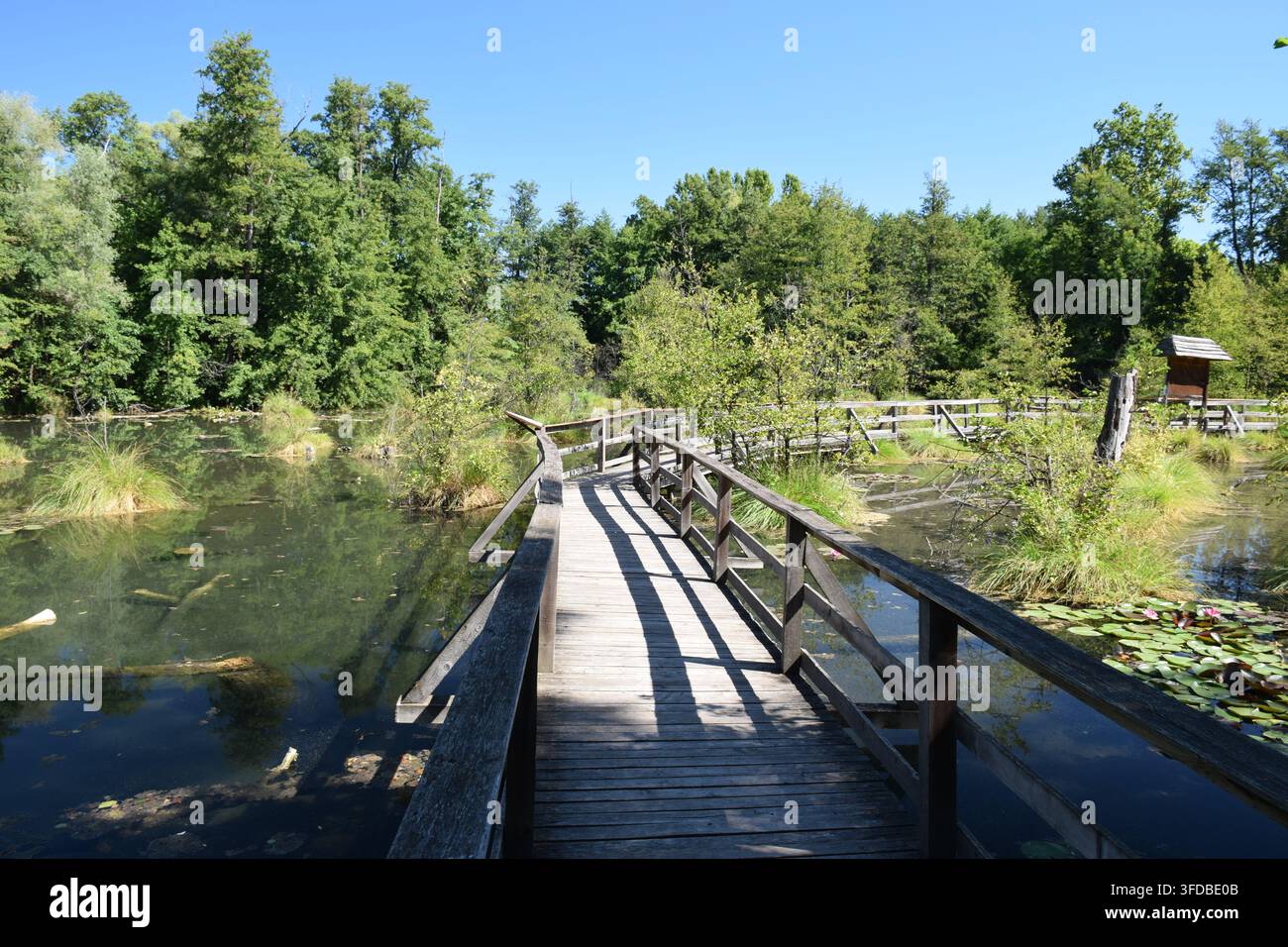 Holzsteg über Feuchtgebiete am Fényes-Naturpfad in Tata, Ungarn... Stockfoto