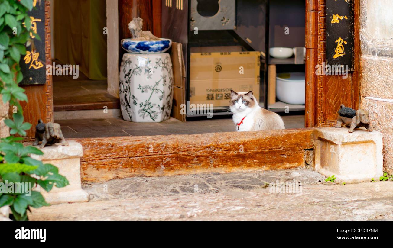 Flauschige blauäugige Katze sitzt in einem traditionellen Durchgang, Altstadt von Lijiang, Yunnan, China Stockfoto