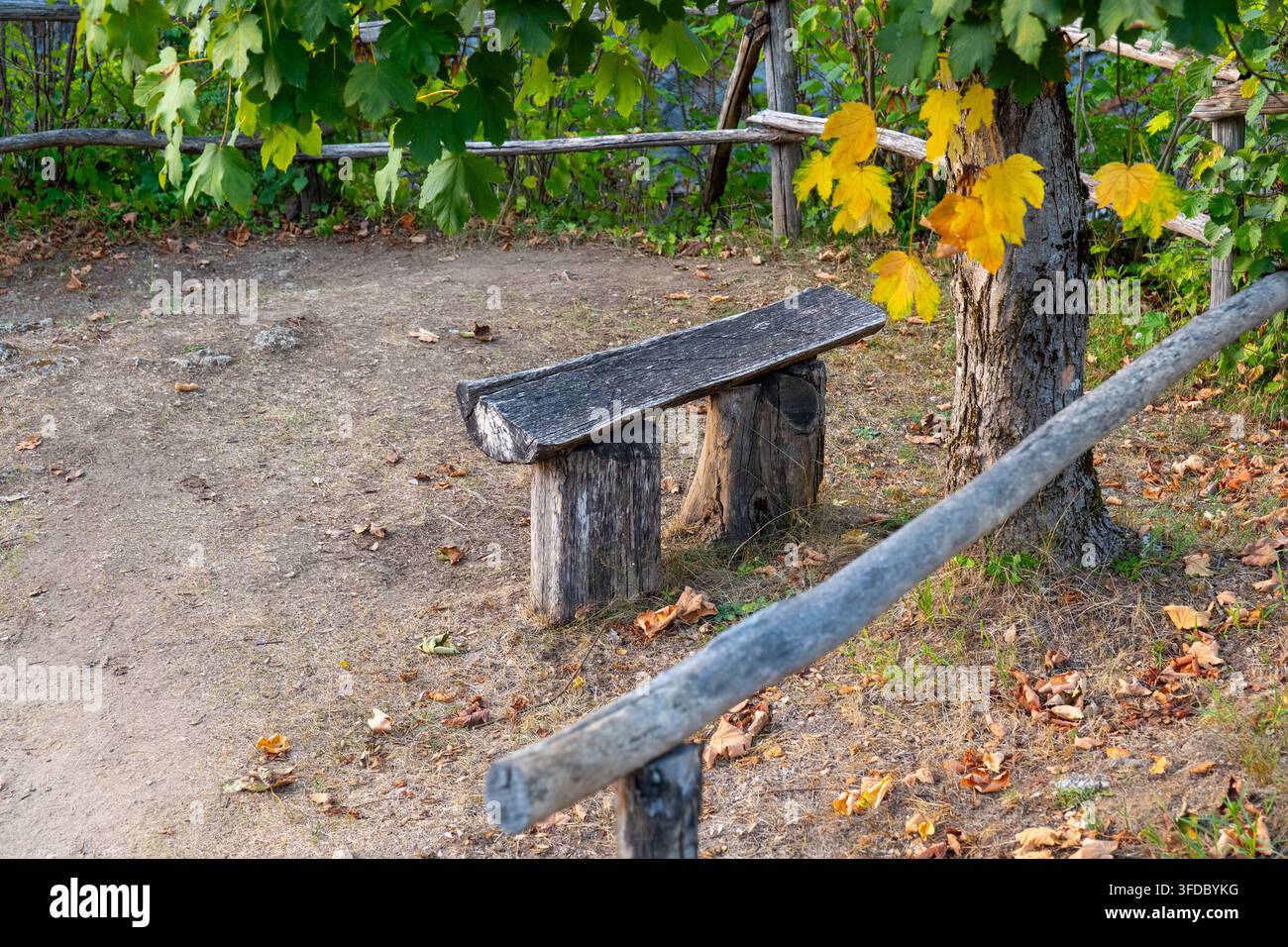 Eine rustikale Holzbank steht neben einem Baum mit gelben Herbstblättern in einem ruhigen Parkbereich. Stockfoto