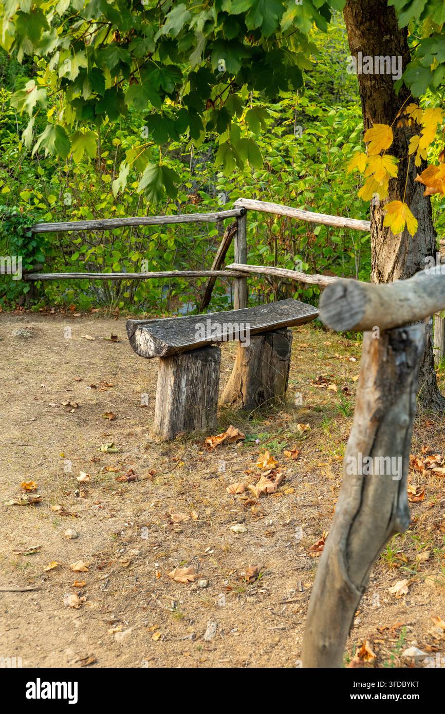 Eine rustikale Holzbank steht neben einem Waldweg, umgeben von Herbstlaub. Stockfoto
