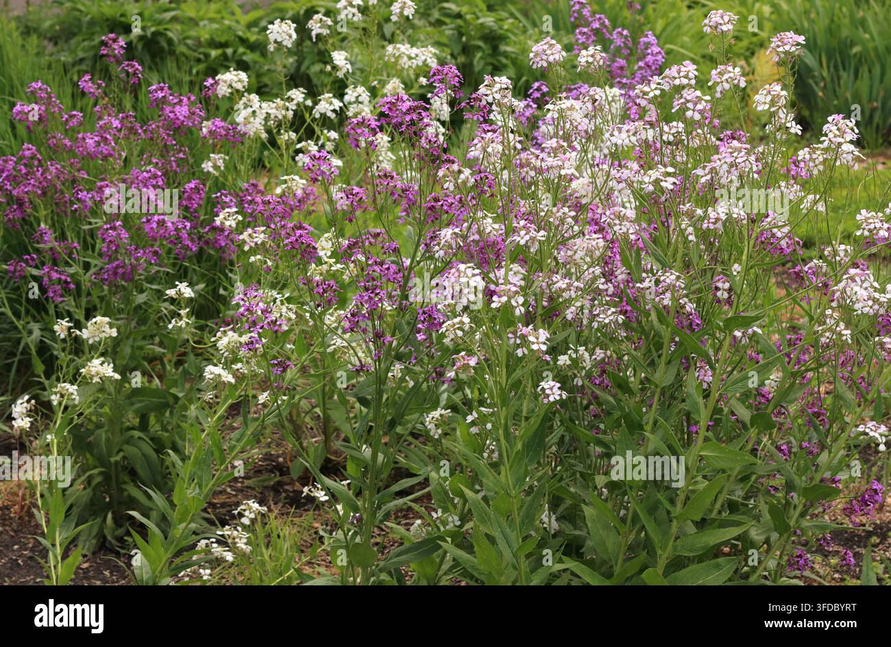 Blühende lila und weiße Damen-Raketenblumen (Hesperis matronalis) in einem Garten Stockfoto