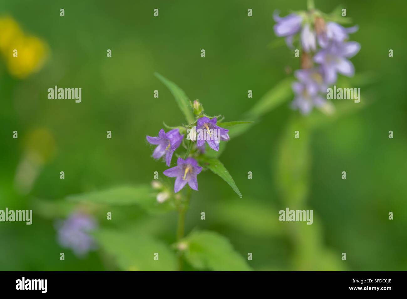 Makrofotografie, die winzige lila Wildblumen mit glockenförmigen Blütenblättern, gelben Mittelpunkten, schlanken Stängeln und ovalen Blättern vor unscharfem grünem Wiesenhintergrund zeigt Stockfoto