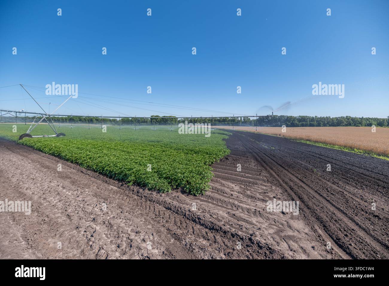 Reihen üppiger grüner Feldfrüchte gedeihen dank eines modernen Bewässerungssystems, das effizient Wasser bereitstellt. Die Sonne scheint hell über dem Ackerland, das Stockfoto