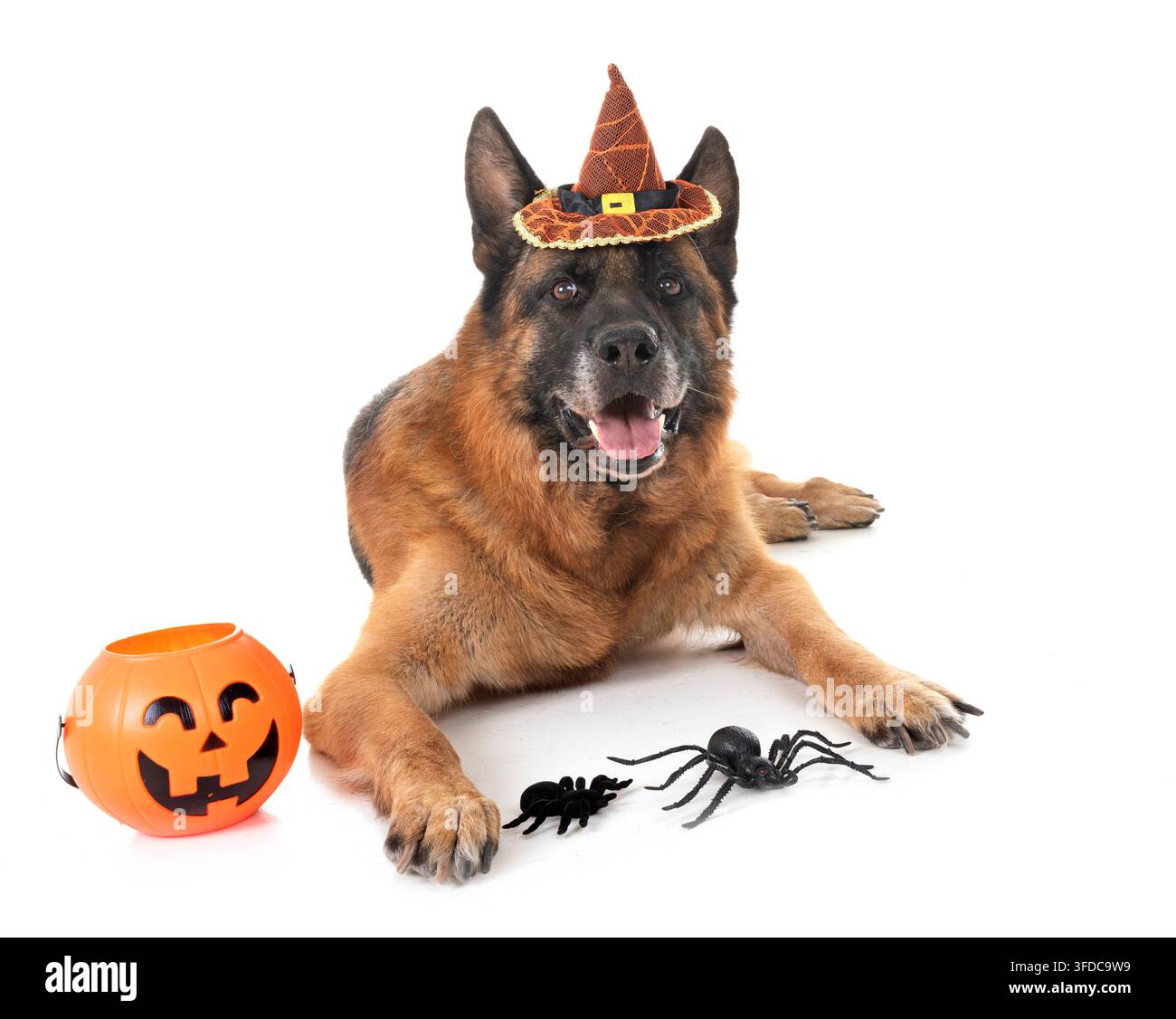Schäferhund und Halloween vor weißem Hintergrund Stockfoto