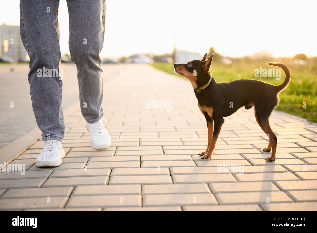 Niedrigwinklige Aufnahme eines russischen Toy-Terrier-Hundes, der auf einem gepflasterten Parksideweg läuft und bei Sonnenuntergang aufmerksam zu den Beinen des Besitzers in Sneakers aufschaut, lockere Leine Stockfoto