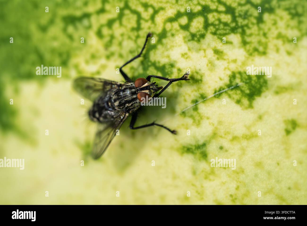 Nahaufnahme einer Fliege, die auf einem Melone ruht Stockfoto