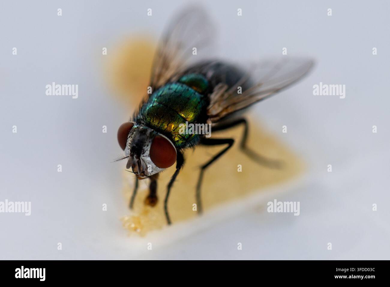 Metallisch grüne Fliege landet auf zuckriger Substanz. Rote Augen und zarte Flügel scharf im Fokus. Weißer Hintergrund isoliert die lebhafte Färbung des Insekts. Stockfoto