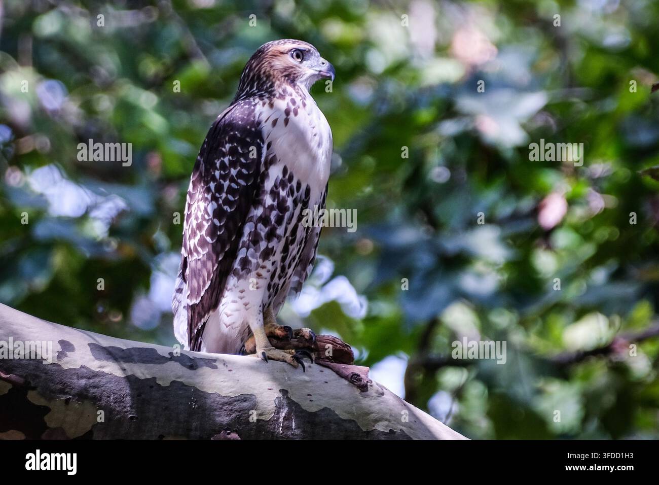 Rotschwanzbussard, Monsignor-McGolrick-Park, Greenpoint, Brooklyn, in New York City. Stockfoto