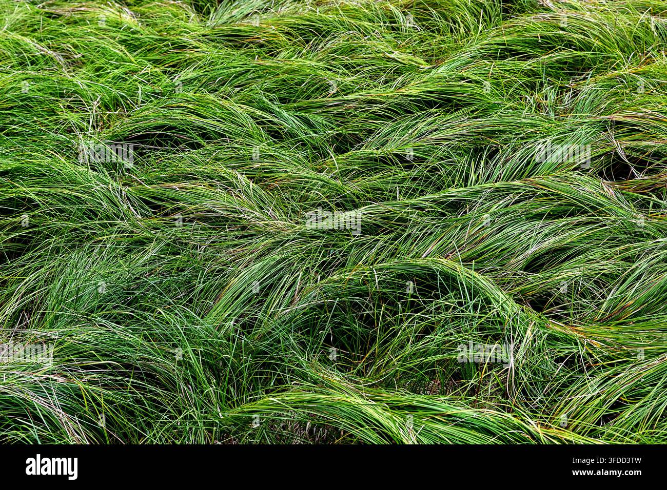 Eine fesselnde Makrofotografie von langen, lebendigen grünen Waldgrashalmen, die schöne natürliche Muster, Linien und künstlerische Texturen erzeugen. Stockfoto