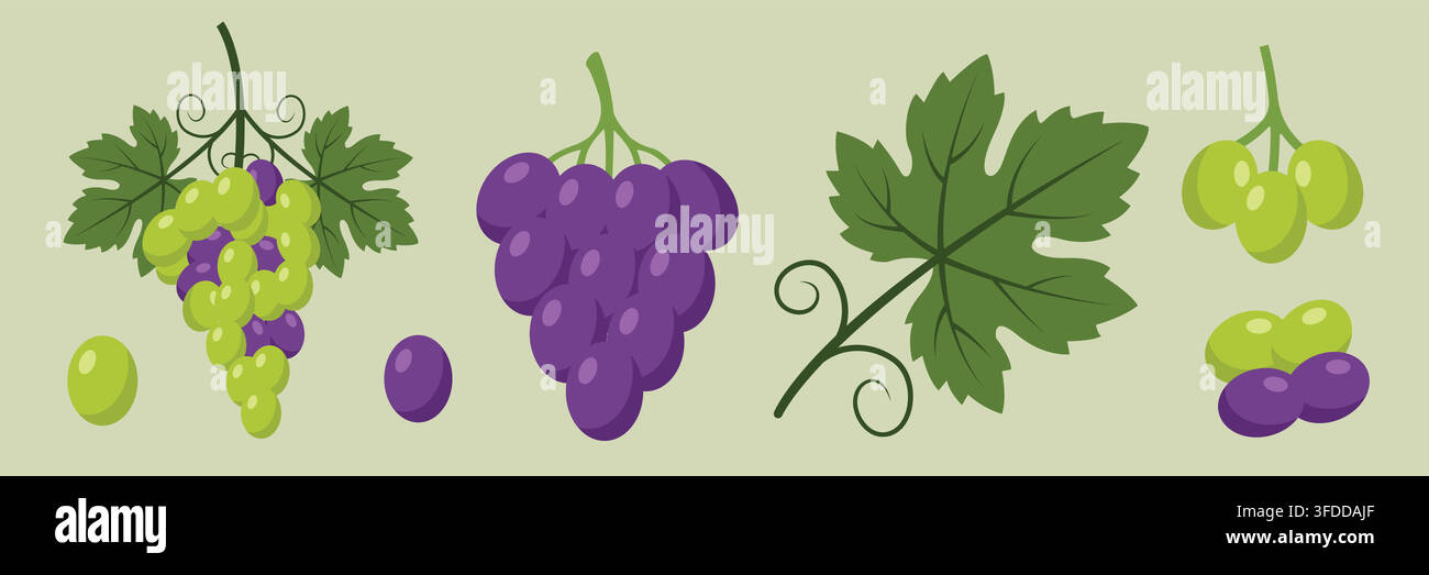 Frische grüne und violette Traubenbüschel Flachvektor-Illustration Stock Vektor