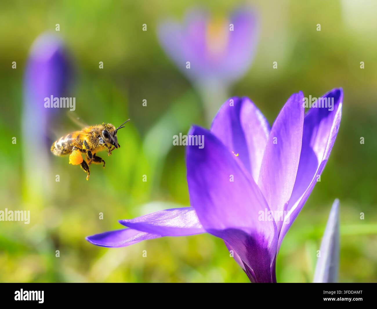 Honigbiene fliegt auf eine geöffnete lila Krokusblüte in einem Frühlingsgarten zu. Das Insekt und die Blume sind in der horizontalen Komposition voneinander getrennt, während Stockfoto