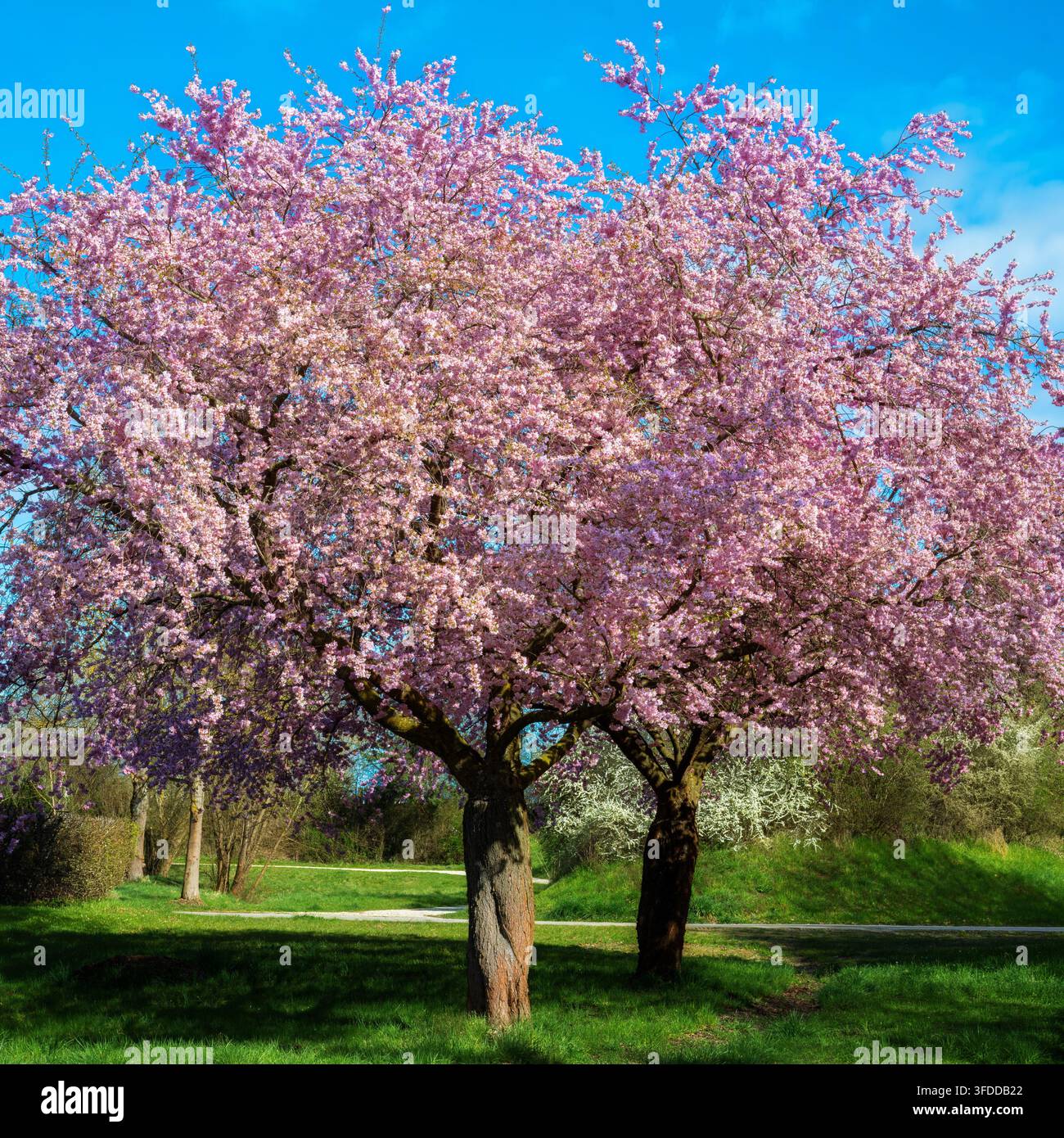 Ein ausgewachsener Zierbaum, bedeckt mit dichten rosa Blüten, steht unter einem klaren blauen Frühlingshimmel. Die üppige Blütenkrone dominiert die Komposition Stockfoto