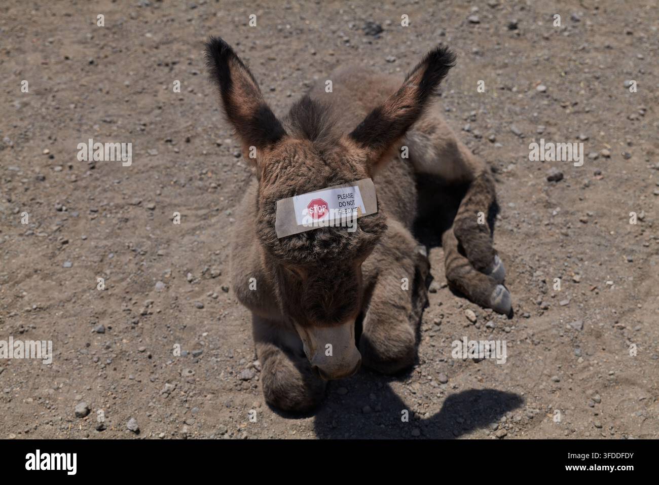 Stopp, bitte füttern Sie mich nicht Stockfoto