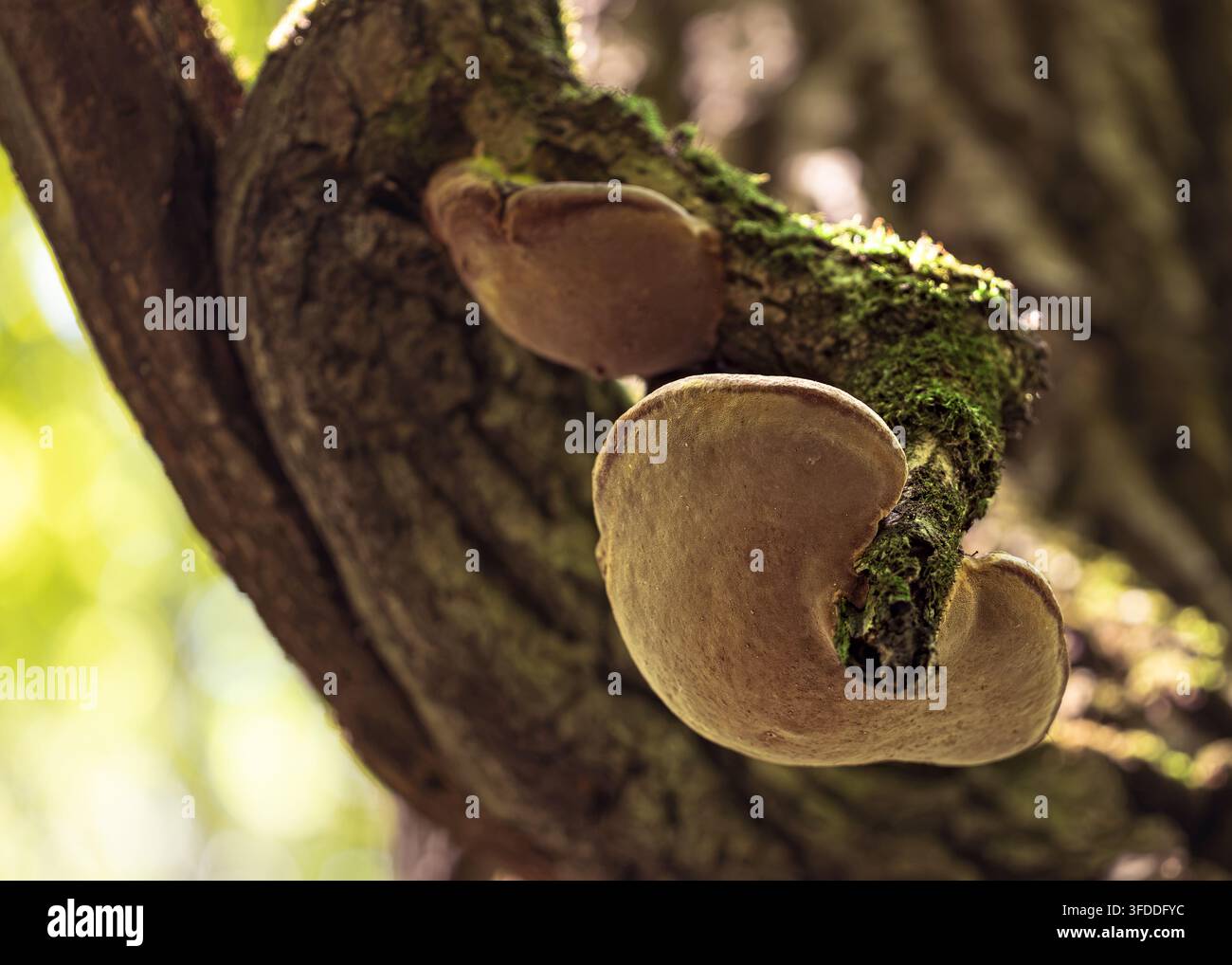Wildwald-Pilze, die auf einem moosigen Baumstamm in einer natürlichen Waldumgebung wachsen Stockfoto