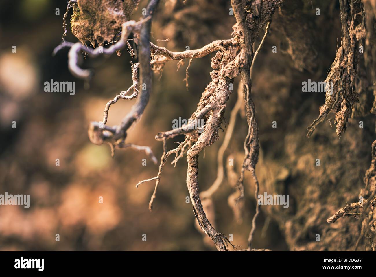 Verzweigte Baumwurzeln in einer natürlichen Waldumgebung für botanisches und umweltfreundliches Design Stockfoto