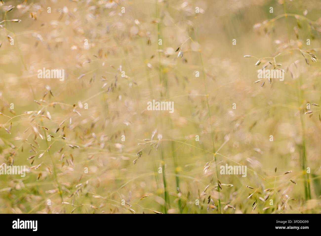 Ruige Wiesenlandschaft mit zarten Wildkräutern für Naturfotografie Stockfoto