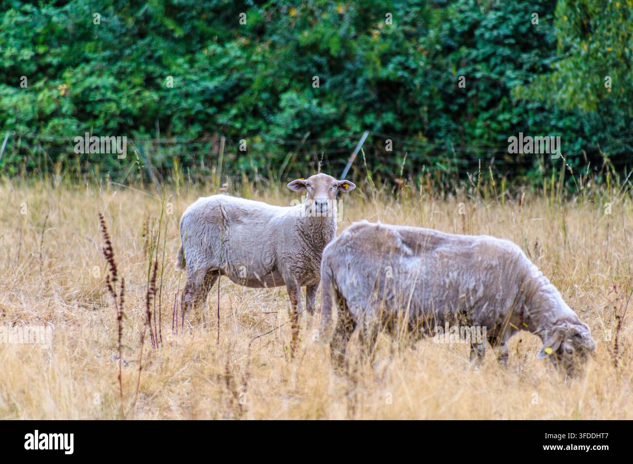 Zwei geschorene Schafe grasen auf einem trockenen Feld, wobei eines die Kamera in Coesfeld, Deutschland ansieht Stockfoto