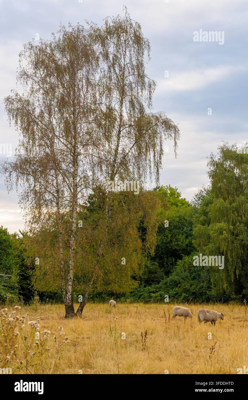 Hohe Birke steht in einem trockenen Feld mit grasenden Schafen unter einem bewölkten Himmel in Coesfeld, Deutschland Stockfoto