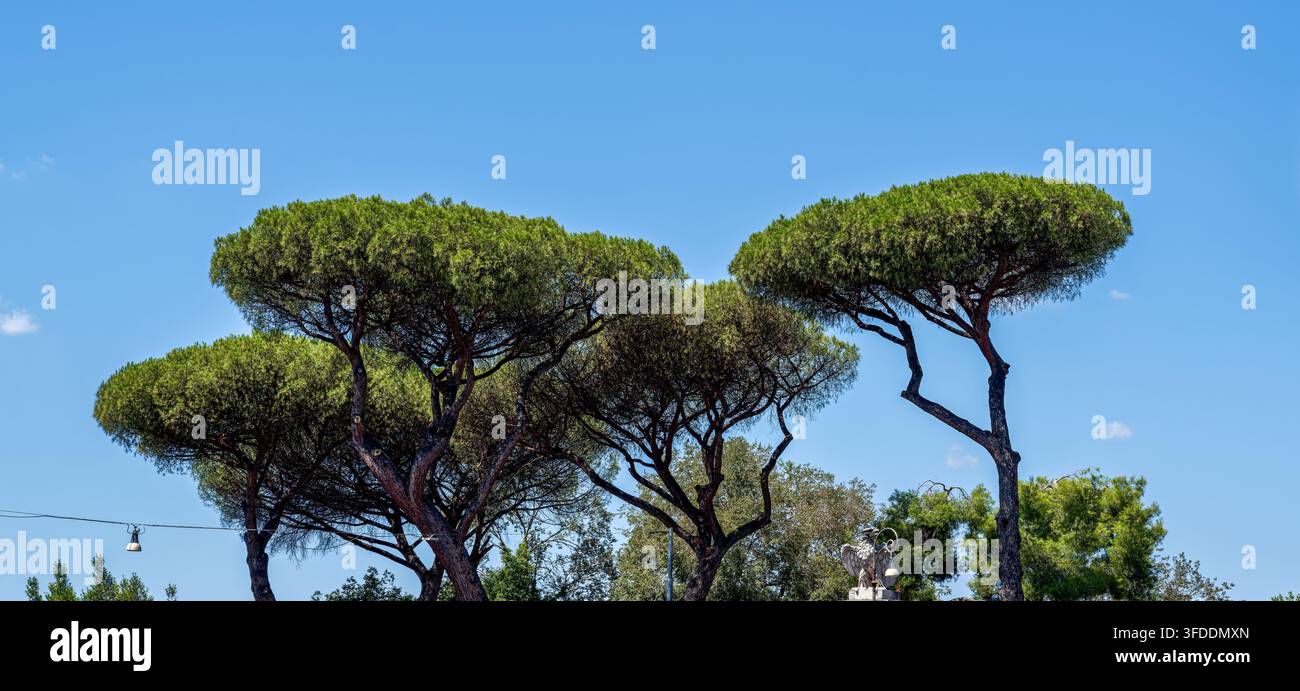 Schirmkiefern (Pinus pinea) oder italienische Steinkiefern sind ein ikonischer immergrüner Baum und gelten als Symbol von Rom Stockfoto