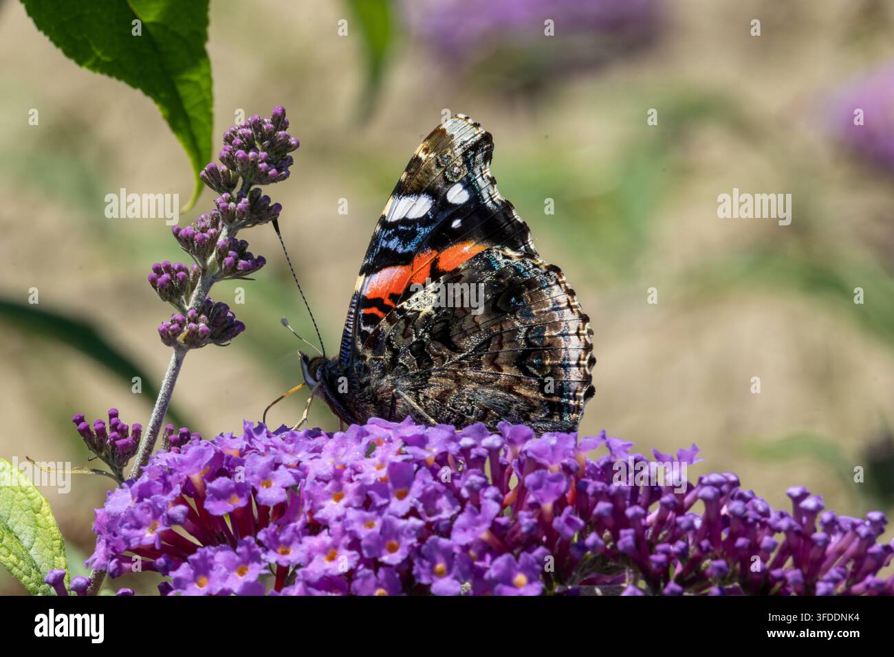 Schwalbenschwanzfalter, der auf einer lila Blumenblüte eines Butterfly-Busches sitzt, im Profil dargestellt mit detaillierten Flügelzeichnungen und Antenne vor einem unscharfen Hintergrund Stockfoto