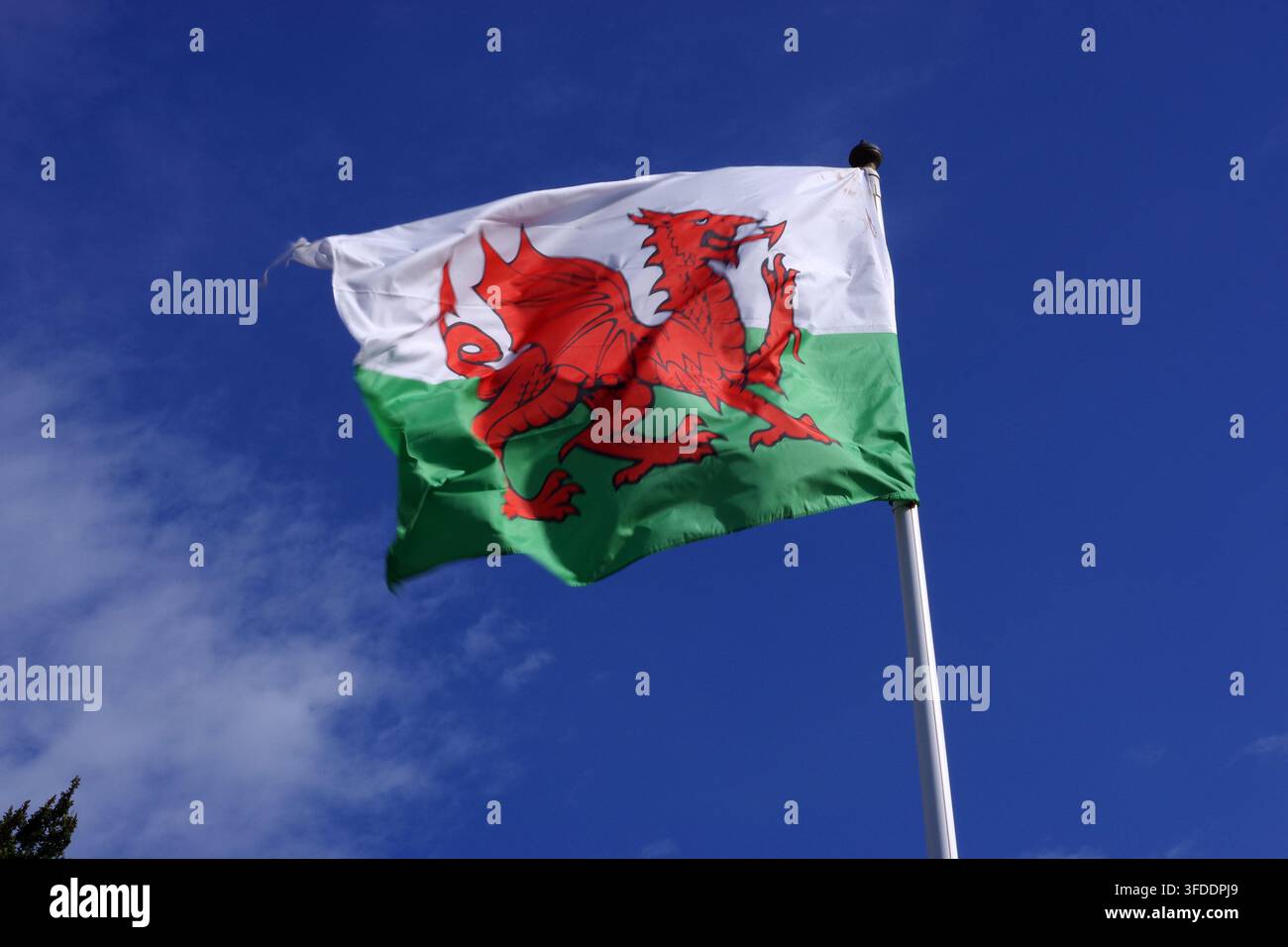 Die Flagge von Wales besteht aus einem roten Drachen, der auf einem grün-weißen Feld schreitet. Die Farben Grün und Weiß sind die Farben der Familie Tudor. Stockfoto
