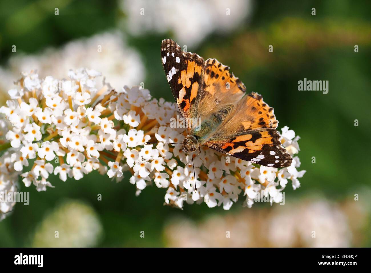 Nahaufnahme eines Schmetterlings der Art Cynthia cardui Stockfoto