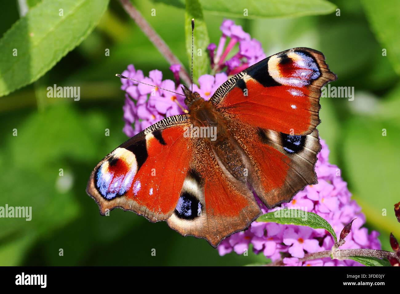 Pfauenfalter in Ruhe im Sommer. Dorset, Großbritannien Stockfoto