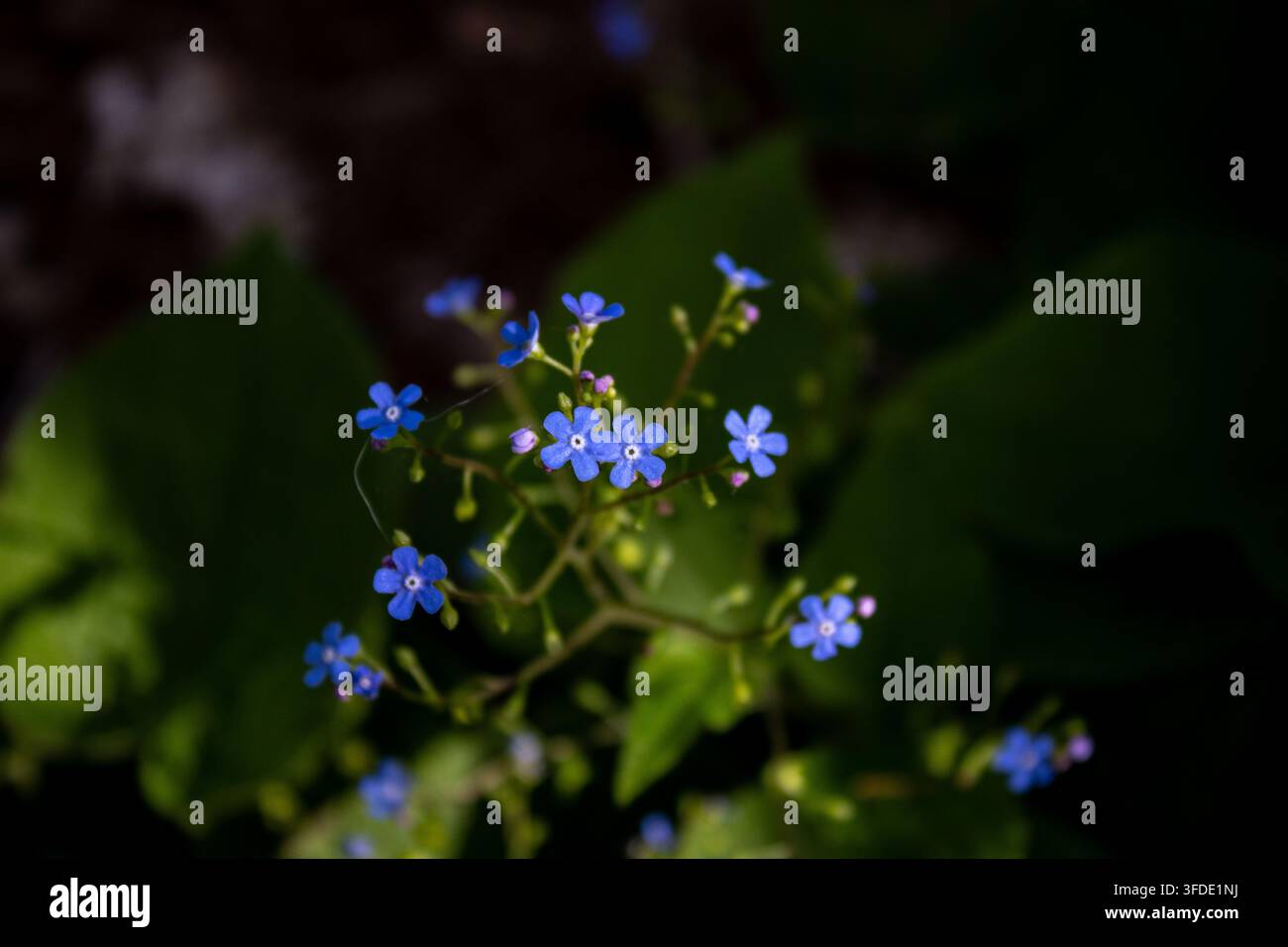 Kleine Blumen auf einem Pfad Stockfoto