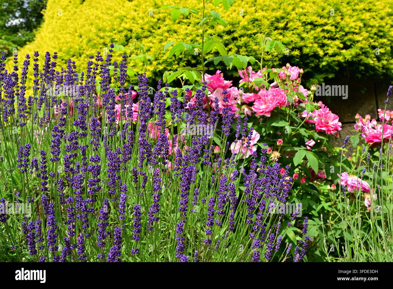 Lavendel und rosa Rosen in einer lebendigen, farbenfrohen, geschichteten Gartenkomposition Stockfoto