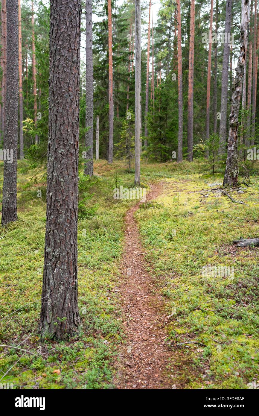 Ruhiger Herbstspaziergang auf einem schmalen Waldweg durch Kiefernwald mit Fichte und Preiselbeere Stockfoto