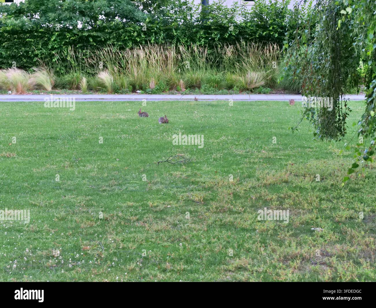 Mehrere wilde braune Kaninchen, die auf einem weitläufigen grünen Rasen in einer friedlichen Parkumgebung fressen. Umgeben von hohen Ziergräsern, dichten grünen Hecken und f Stockfoto