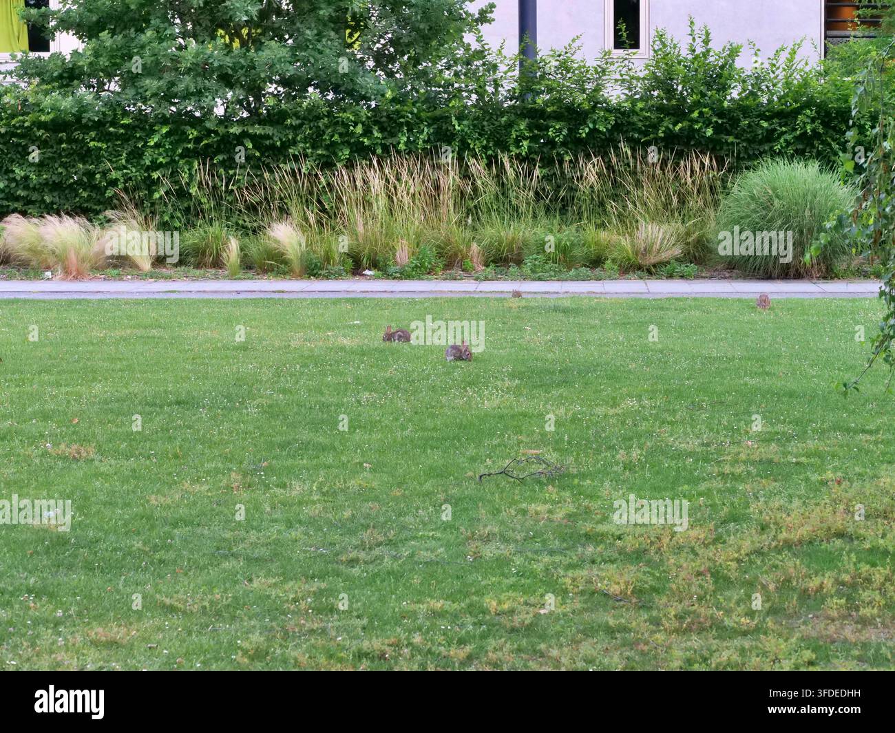 Ein Weitwinkel-, Augenhöhe-Foto fängt eine kleine Gruppe wilder Kaninchen ein, die auf einem geräumigen grünen Rasen in einem modernen Stadtpark grasen. Im Hintergrund, t Stockfoto