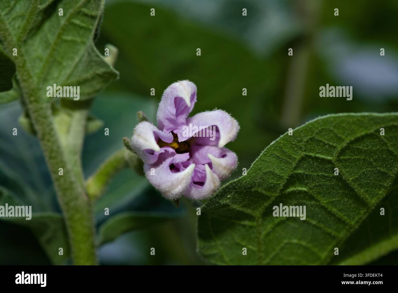 Makro-Nahaufnahme eines blasslila Auberginenblüte (Solanum melongena), die zwischen samtigen grünen Blättern blüht. Stockfoto