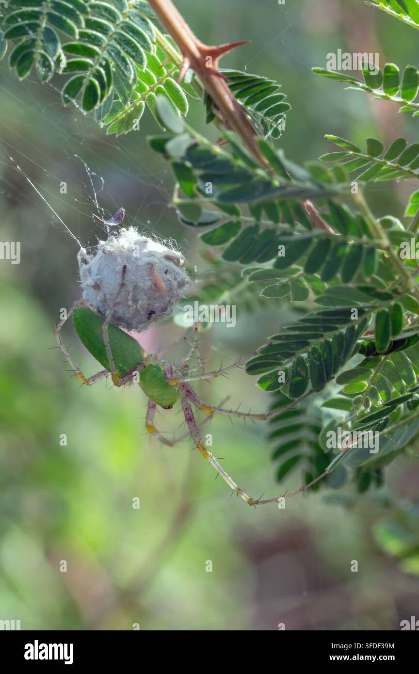 Grüne Lynx-Spinne (Peucetia viridans) mit Eiersack Stockfoto