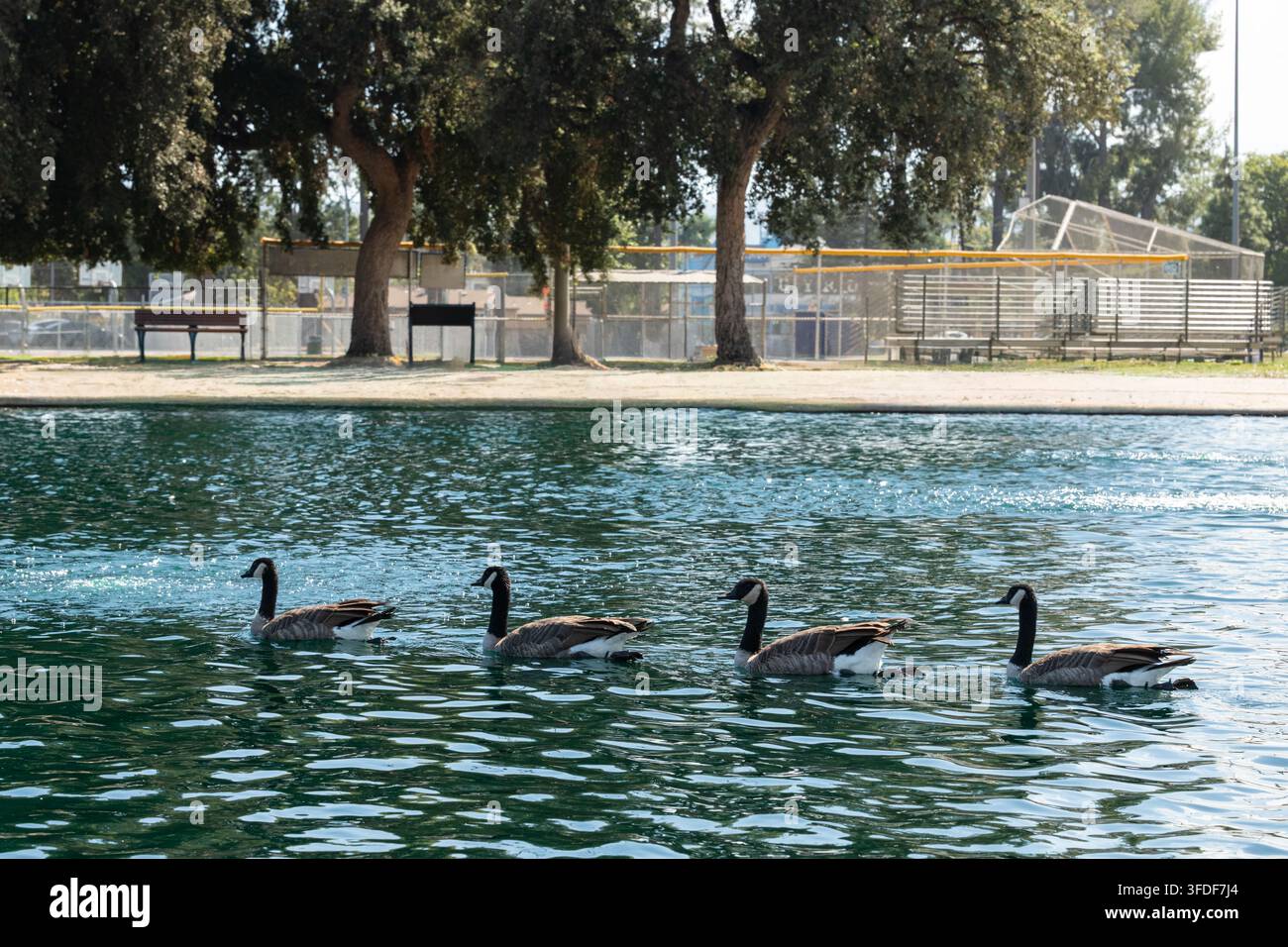 Vier Kanadagänse schwimmen über einen ruhigen Parkteich, mit schimmerndem blauem Wasser und einem belaubten städtischen Park im Hintergrund, der friedliche Tierwelt einfängt Stockfoto