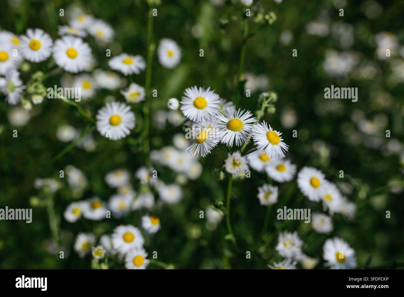 Weiße Wildblumen blühen auf einer sonnigen grünen Wiese, Naturhintergrund Stockfoto