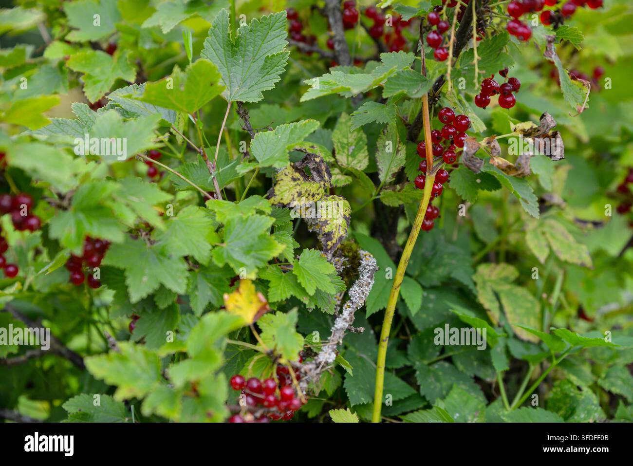 Nahaufnahme von reifen roten Johannisbeeren, die in dichtem grünen Blattwerk wachsen, und präsentiert eine natürliche Beerenernte und eine saisonale Gartenszene, ideal für Lebensmittel, Garteni Stockfoto