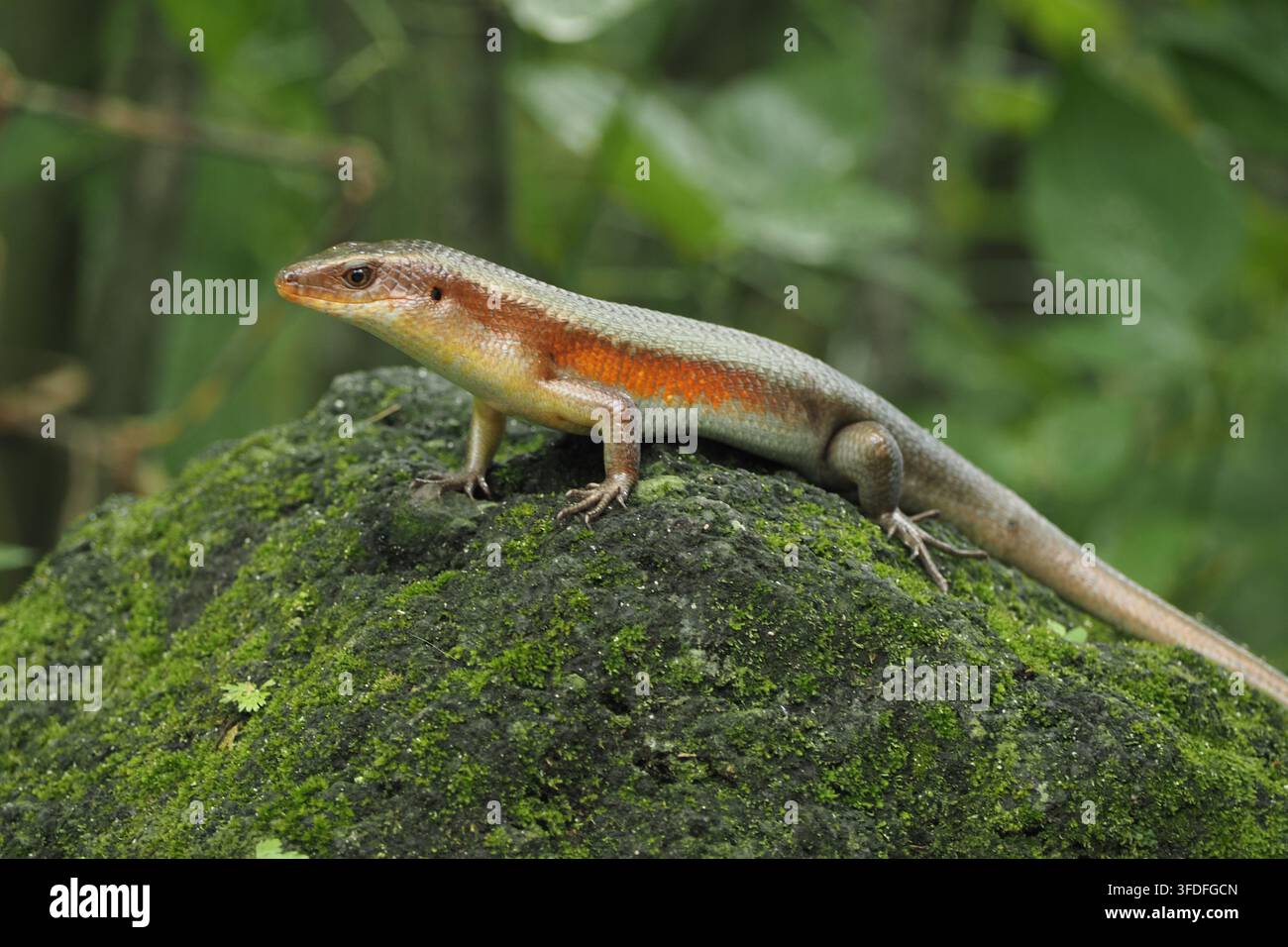 Echse auf einem moosigen Felsen in einer Waldumgebung Stockfoto