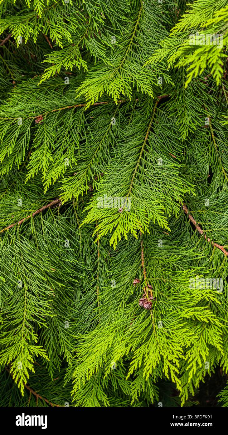 Immergrünes Thuja-Laub mit schuppenartigen Blättern und kleinen Zapfen schafft einen frischen grünen vertikalen botanischen Hintergrund mit saisonalem Reiz. Stockfoto