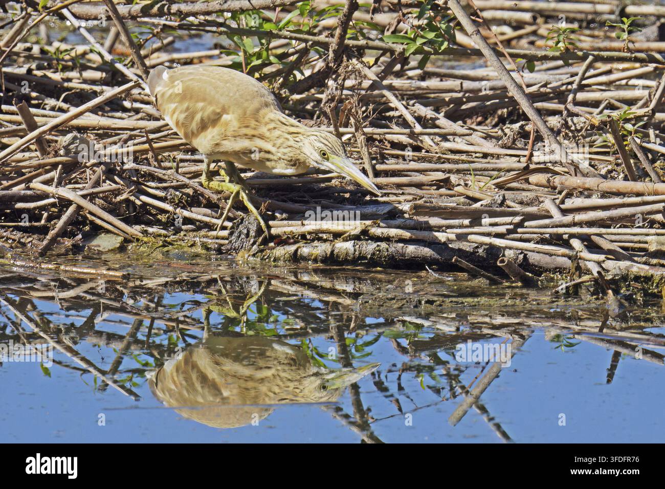 Squacco-Häher, auf einem Gewirr von Schilf am Rand eines kleinen Sees, bereit, Beute zu fangen, Ardeola ralloides, Ardeidae Stockfoto
