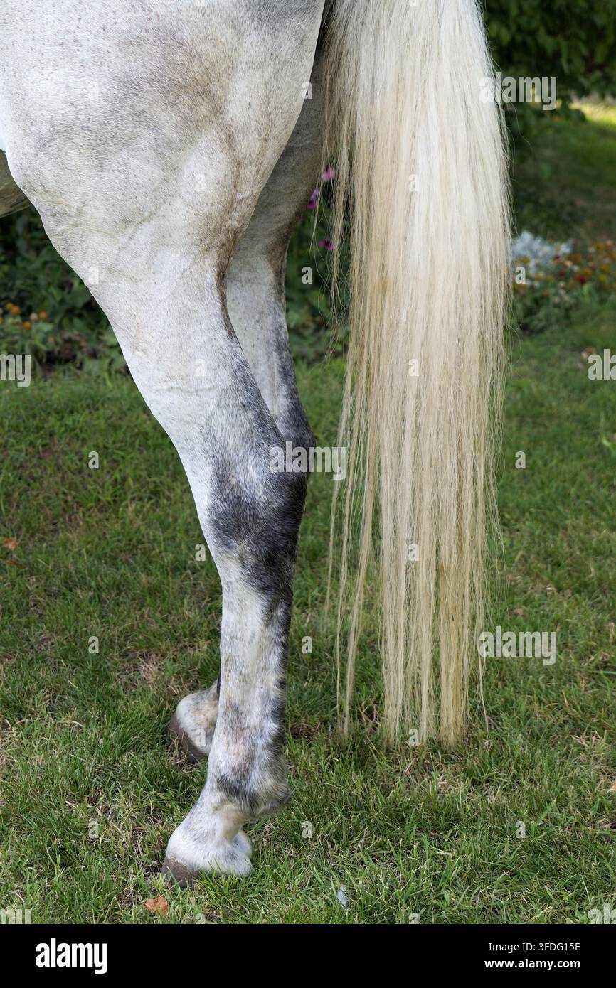 Scheckiges graues Pferd zeigt Hinterhand, Hinterbein und langen blonden Schweif im sonnenbeschienenen grünen Weideland, betont elegante Anatomie, Textur und ländliche Stockfoto