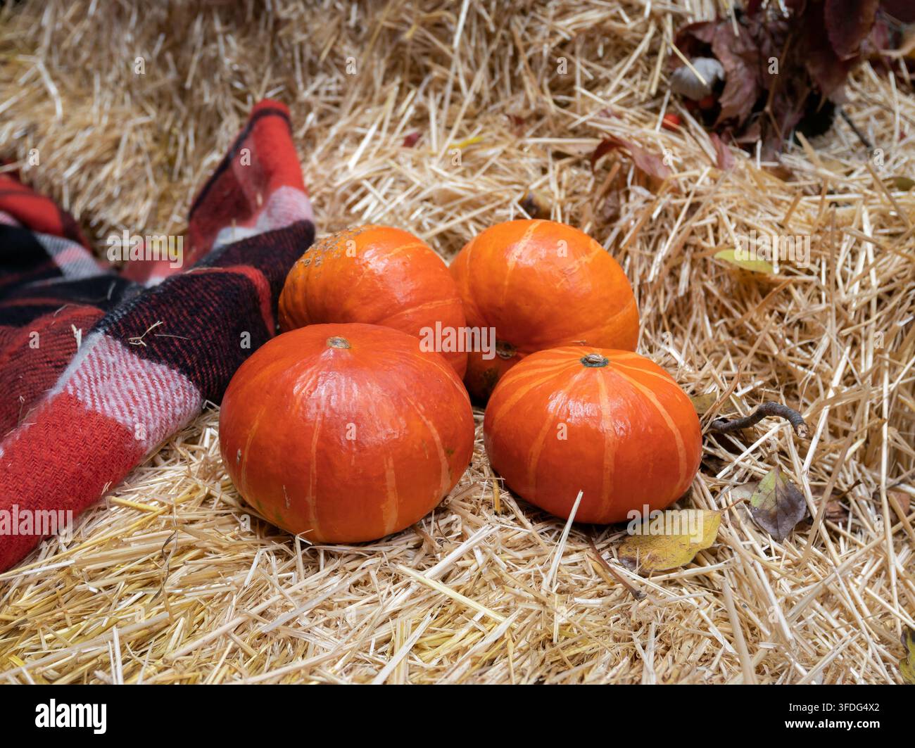 Vier leuchtend orange Hokkaido-Kürbisse ruhen auf trockenem Stroh neben einer roten karierten Decke als rustikale Halloween- und Herbstsaison-Dekoration Stockfoto