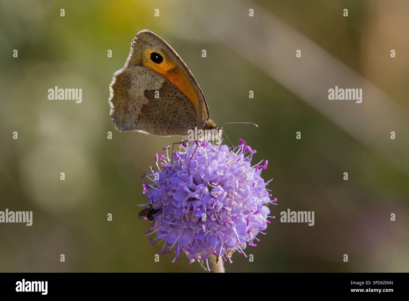 Wiesenfalter Maniola jurtina auf lila Rundblüte, Vorderflügel oben braun mit orangefarbenem Fleck, der schwarzen und weißen Augenfleck enthält, hellbrauner Hinterflügel unterseits Stockfoto