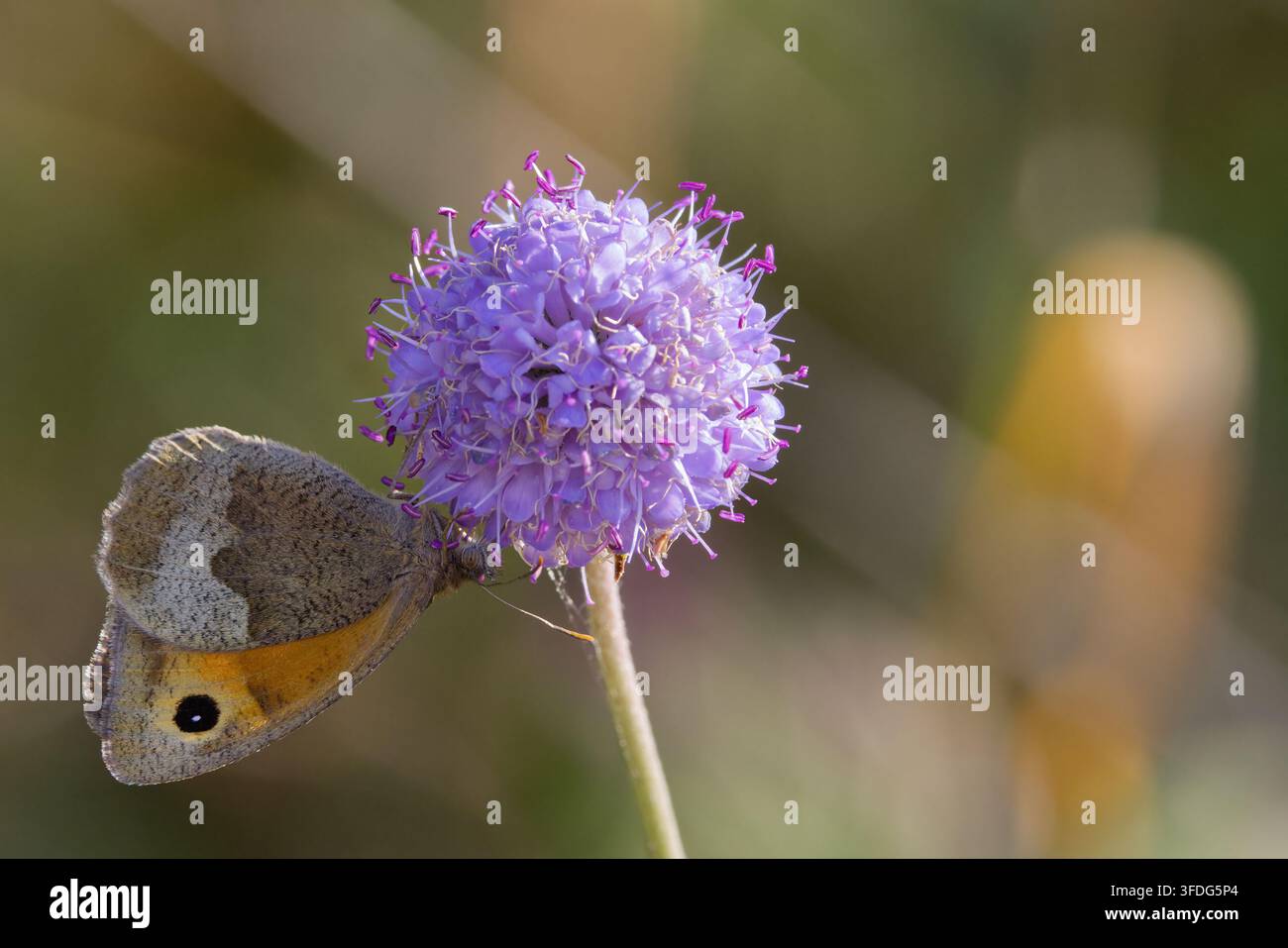 Wiesenfalter Maniola jurtina auf lila Rundblüte, Vorderflügel oben braun mit orangefarbenem Fleck, der schwarzen und weißen Augenfleck enthält, hellbrauner Hinterflügel unterseits Stockfoto