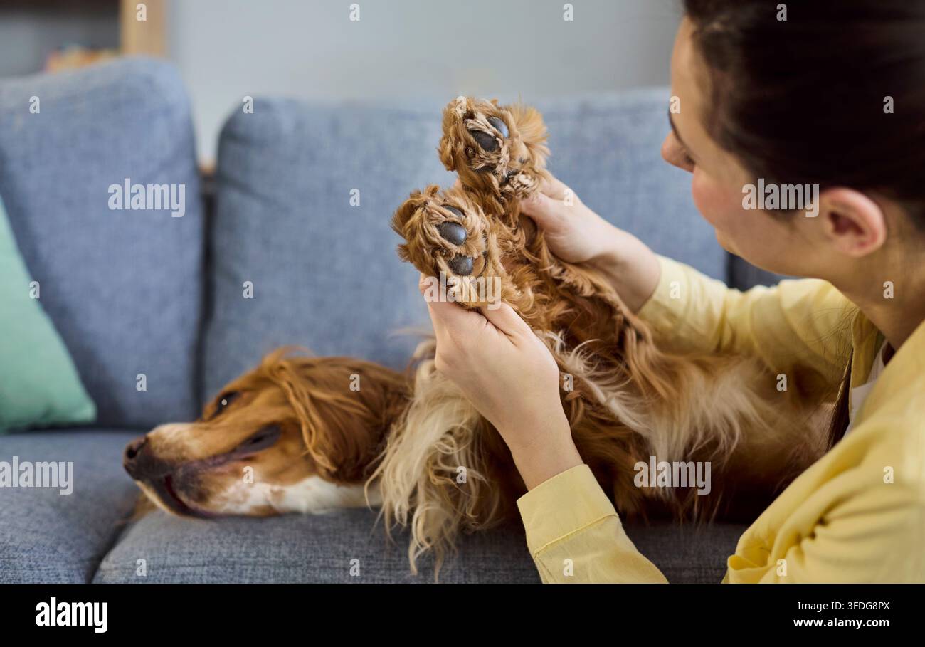 Frau, die zu Hause auf einem Sofa sitzt und die Pfoten eines Cocker Spaniels hält, ein sanfter Moment der Tierpflege Stockfoto